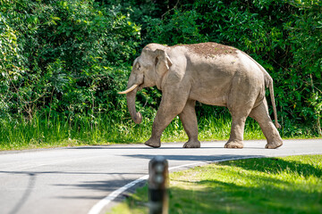 Its body is gray, its snout is called the trunk. The trunk of the Asian elephant has only one beak....