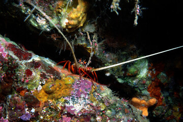 イセエビ　幼体　海中写真