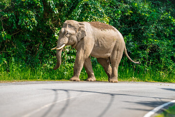 Its body is gray, its snout is called the trunk. The trunk of the Asian elephant has only one beak....