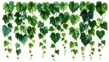 Lush green heart-shaped leaves hanging down on a black backdrop