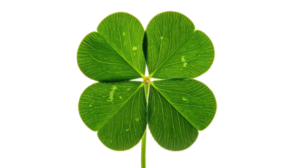 Four-leaf clover, vibrant green, against a black background