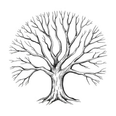 Fototapeta premium Detailed sketch of a bare deciduous tree in winter silhouette