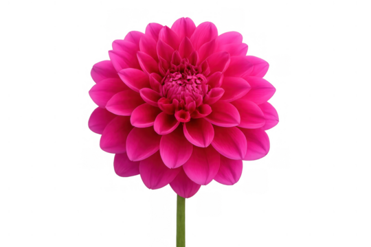 Detailed pink dahlia flower showcasing vibrant petals and intricate center, blooming against a transparent background