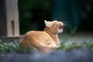 Ginger cat playing on the ground. Selective focus with shallow depth of field.