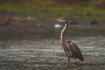 Great blue heron fishing in shallow lake