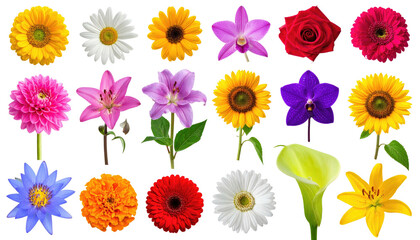 Diverse arrangement of colorful flowers against a black backdrop
