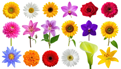 Diverse arrangement of colorful flowers against a black backdrop