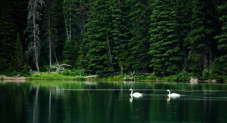Pair Of Swans In Elizabeth Lake © kellyvandellen