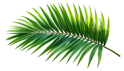 Lush green palm frond gracefully curves against a black backdrop