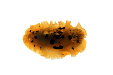 マダラウミウシ　白バック