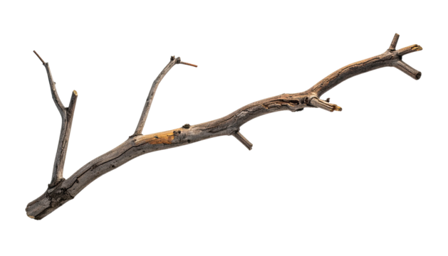 Aged, bare tree branch on black, split ends