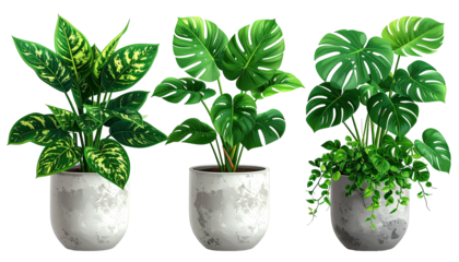 Three potted house plants with varied foliage, against black