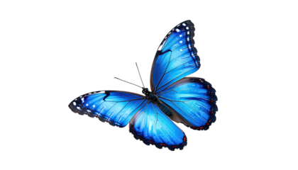 Blue butterfly on black. Wings bright, intricate pattern