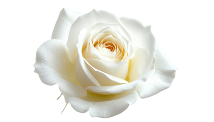 Elegant white rose with softly curled petals on a black backdrop