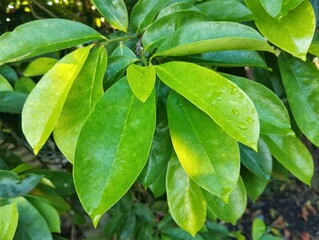 Close up soursop leaves (annona muricata) in garden 