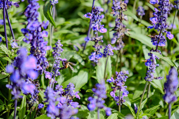 a vivid bee feeding nectar from small purple delphinium flower in wild garden field