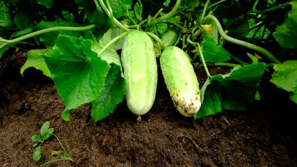 Moving camera up from ground level revealing two large gherkin cucumbers ready to be harvested while fruits laying on ground still attached to vines. Using rabbit waste as soil fertilizer. 