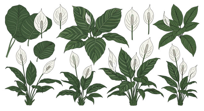 Botanical illustration set of peace lily plants, individual leaves, and flowers with detailed spadix and spathe.