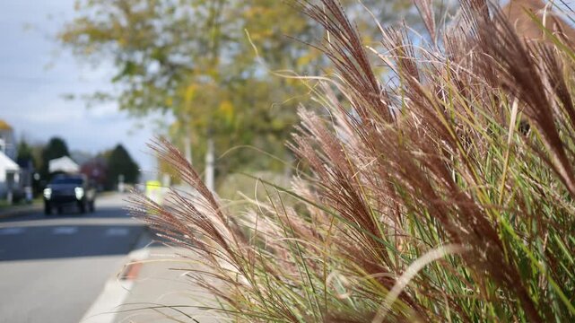  Filler Shot - Blurry Truck drives by Pampas Grass in Small town