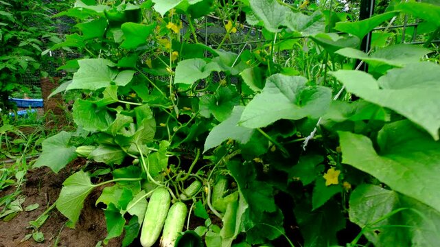 Close up of two well grown gherkin cucumbers laying on gerund still attached to vines while moving camera away and backward revealing arch shaped trellis full of blooming plants