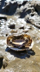 Small Crab Resting on a Seashell in the Wet Tidal Flat with Sunlight Reflection