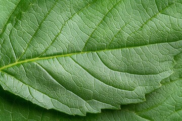 Obraz premium Close-Up View of Detailed Green Leaf Texture Highlighting Natural Patterns and Veins