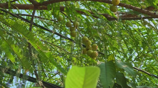 Cinematic circling shot of Phyllanthus emblica tree with clusters of fresh green amla fruits hanging among lush leaves in bright sunlight, symbolizing natural wellness and organic farming.