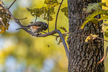 Tufted titmouse perched on a branch watching an insect fall to the ground.
