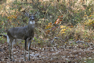 Deer in forest