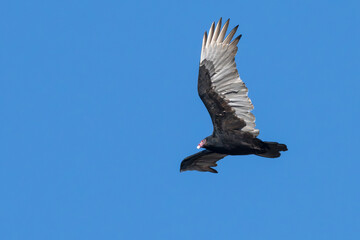 Turkey vulture in flight against a blue sky.
