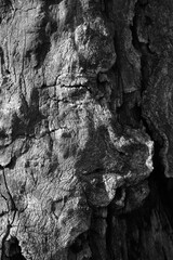 Close up of intricate patterns in the natural bark texture of a weathered tree, black and white old tree lines