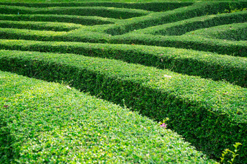 Green plant maze wall .Labyrinth maze garden. A spiral movement build from the vine is creep and sticking on the wall  and complex design of the labyrinth of Fukien Tea, Philippine Tea.