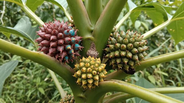 Colorful Spiky Castor Bean Plant Fruits Growing on a Stem.