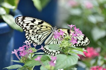 食事中のオオゴマダラ