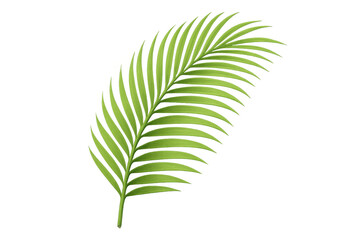 Obraz premium Green palm frond tropical plant element on transparent background, fresh nature summer holiday concept