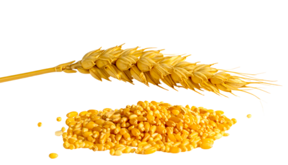 A single curved stalk of mature rice with golden grains hanging down, isolated on a white background