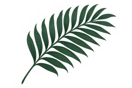 Tropical palm frond. Green botanical element for summer, nature, and vacation designs. Transparent background