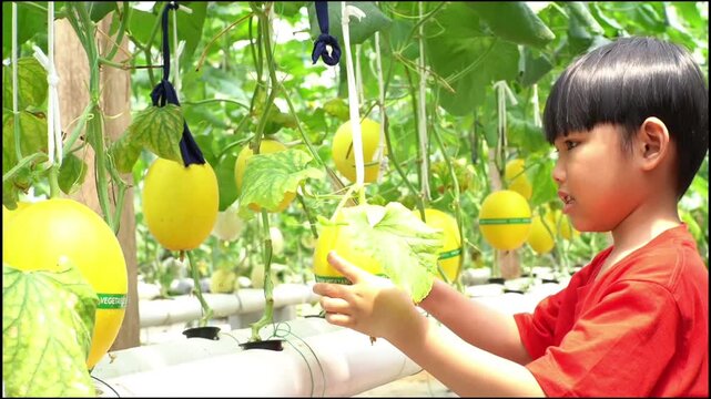 A young boy in a red shirt harvesting a ripe golden melon in a hydroponic greenhouse, symbolizing organic farming, education, and sustainability.
