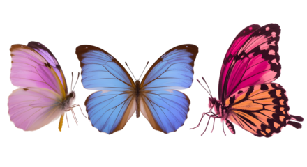 Three stunning butterflies in vibrant colors, perfect for adding a touch of nature and beauty to your creative projects or designs, evoking elegance and charm