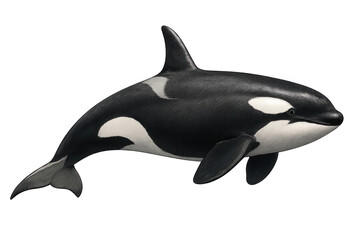 Fototapeta premium Orca killer whale swimming showing powerful marine mammal in a natural wildlife habitat with transparent background