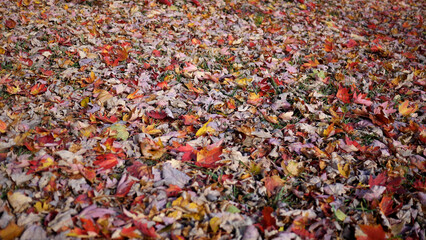 Moist Autumn Leaves on Fall Grass in Park
