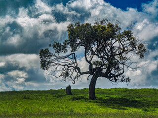 The Tree And The Stump