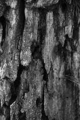 Close up of intricate patterns in the natural bark texture of a weathered tree, black and white old tree lines	
