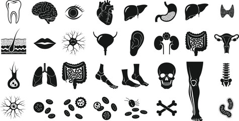 Human Organs and Body Parts Silhouette Isolated on White Medical Anatomy