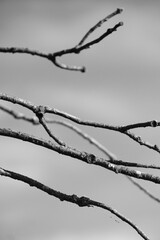 Black and white tree branches aganinst gloomy sky	
