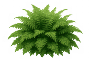 Green fern foliage with natural textures. Plant leaves for nature themed designs, isolated on a transparent background