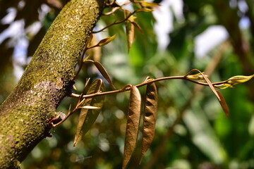 young durian shoots, Durian leaves that grow new in the durian orchard