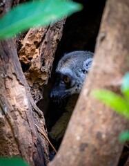 Obraz premium Lemur hiding in a tree hole