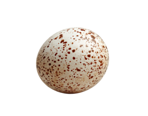 Speckled Bird Egg isolated on a transparent background