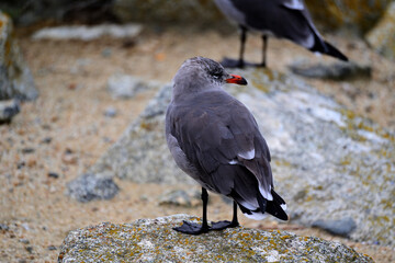 Heermann's Gull Standing on a Rock 